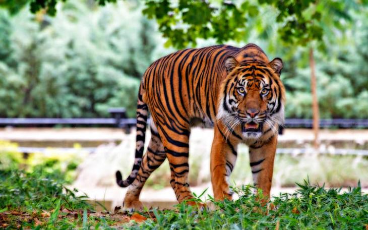 Missing Tiger from Mexican Zoo Could Cross into Texas, Officials Warn