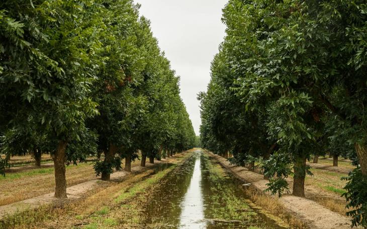 A watering runoff system runs down the orchard rows at Belding Farms. It acts as an irrigation mechanism to prevent run-off.