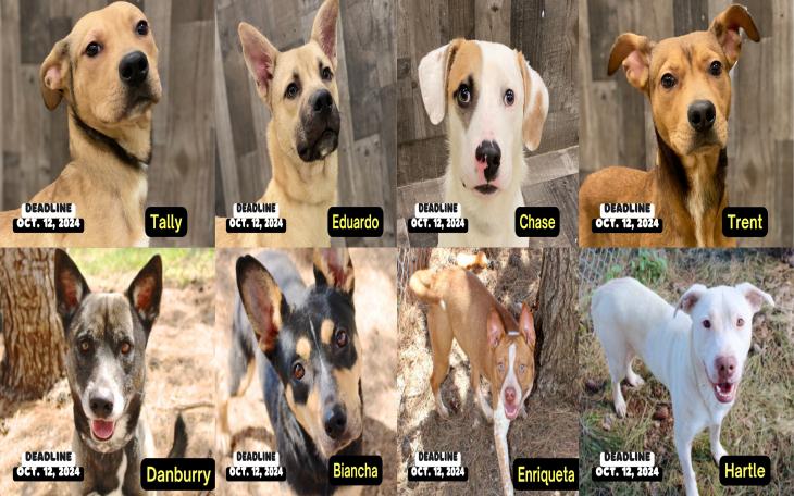 Eight Dogs Facing Euthanasia as Shelter Nears Capacity