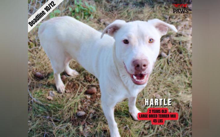 One Dogs Remains At-Risk of Euthanasia Tomorrow