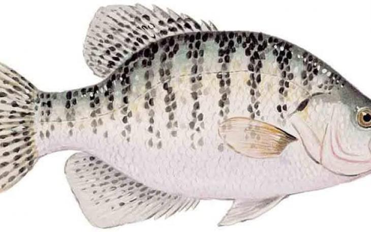 White Crappie Growth in Brady Creek Reservoir Reveals Rapid Development, Survey Finds