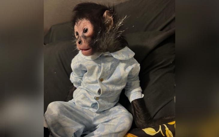 Texas Influencer Fights to Reclaim Pet Monkey After Crash Confiscation