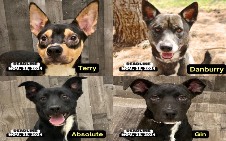 Animal Shelter Exceeds Capacity, Faces Potential Euthanasia for 10 Dogs