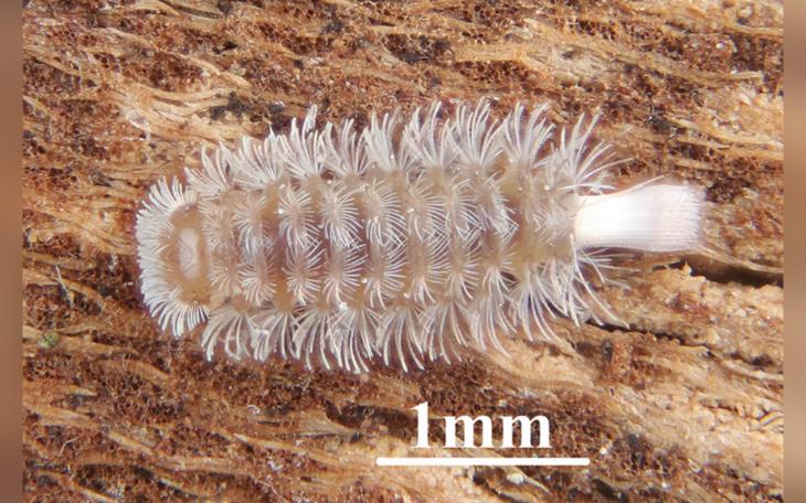 The millipede is covered with tufts of hair-like structures.  Y. D. Yang Wang Y, Jin A, Gao S, Wang J, Dong Y (2025)