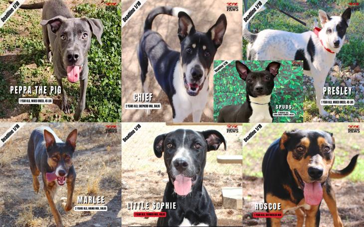 7 Dogs Remain at Risk of Euthanasia on Jan 17.