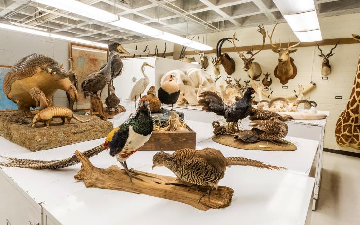 A selection of specimens from the Angelo State Natural History Collections
