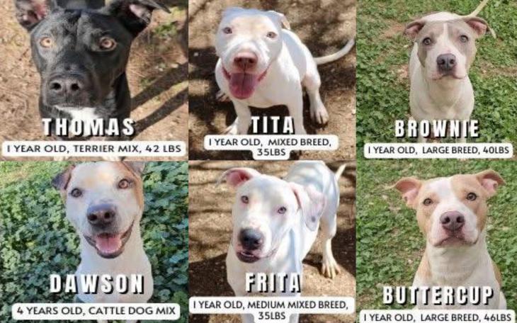 The San Angelo Animal Shelter is at full capacity, and to prevent euthanasia, Concho Valley PAWS is working with Best Friends Animal Society to offer financial incentives to rescue organizations that transfer shelter dogs for adoption.