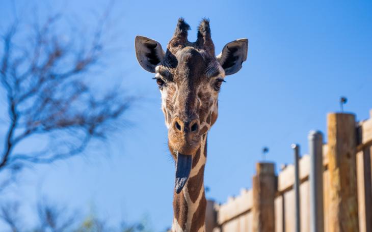 The Abilene Zoo announced the death Thursday of Punk, its 25-year-old female giraffe who had been in Abilene for nearly all of her life.
