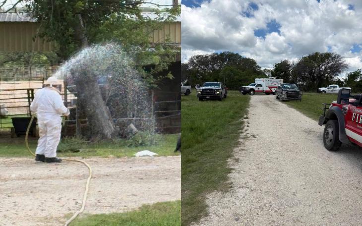 Three horses died after being swarmed by aggressive bees just outside the City of Comanche on Friday, May 9. 