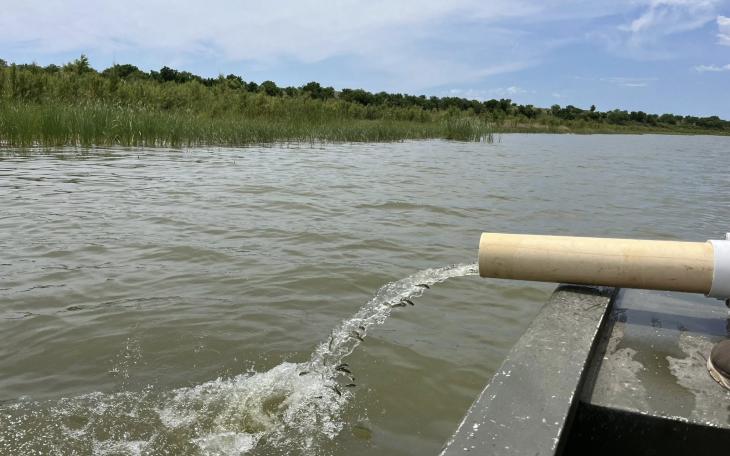 Ballinger Lake was stocked with approximately 50,000 “Lone Star Bass” on Tuesday, according to the Texas Parks and Wildlife Department.