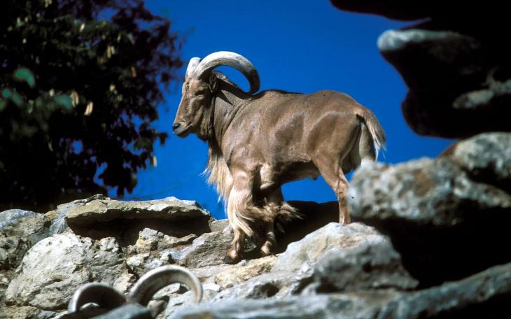 Barbary sheep, also known as Aoudad sheep, were introduced to Texas from their native habitat in North Africa mid-20th century. Popular among hunters, considered an invasive species by farmers and ranchers, the Texas Legislature has added them to the list of animals that can be hunted helicopters, along with feral pigs and coyotes.