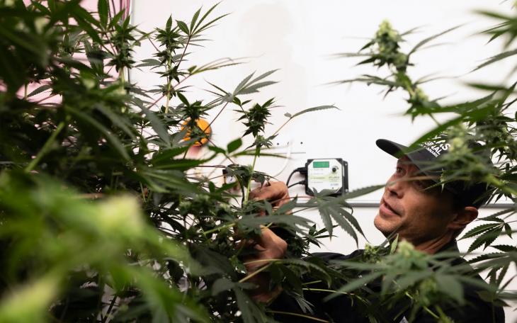 Texas Original Director of Cultivation Jason Sanders gives a tour of the business’ facility on Sept. 26, 2024. Texas Original is Texas’ first licensed medical cannabis distributor