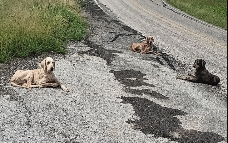 The Menard County Sheriff’s Office is investigating after three dogs were apparently abandoned on the side of a road near Fort McKavett.