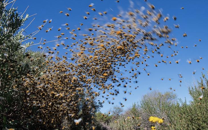 Bee Swarm