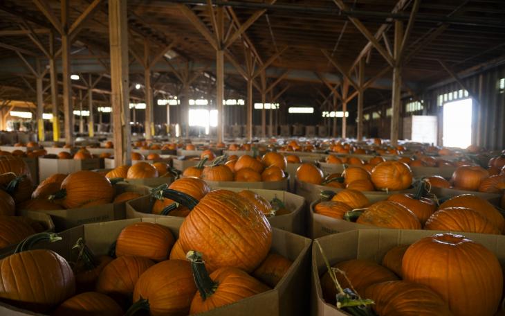 The small Texas town of Floydada has become known as the Pumpkin Capital of the U.S.