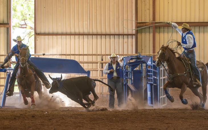 ASU Rodeo Team Practice