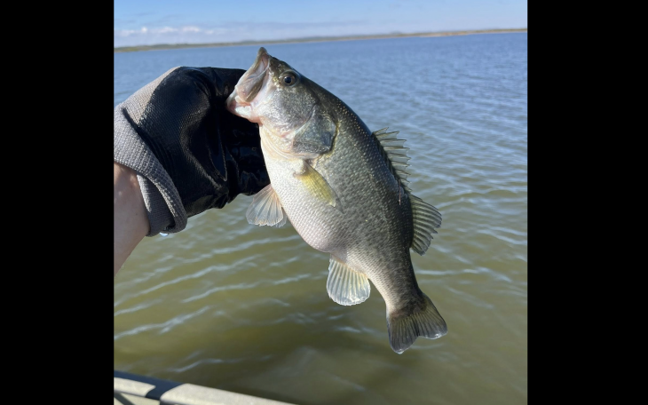 Texas Parks and Wildlife Department personnel recently surveyed O.C. Fisher Reservoir and found encouraging results in the lake at San Angelo State Park.