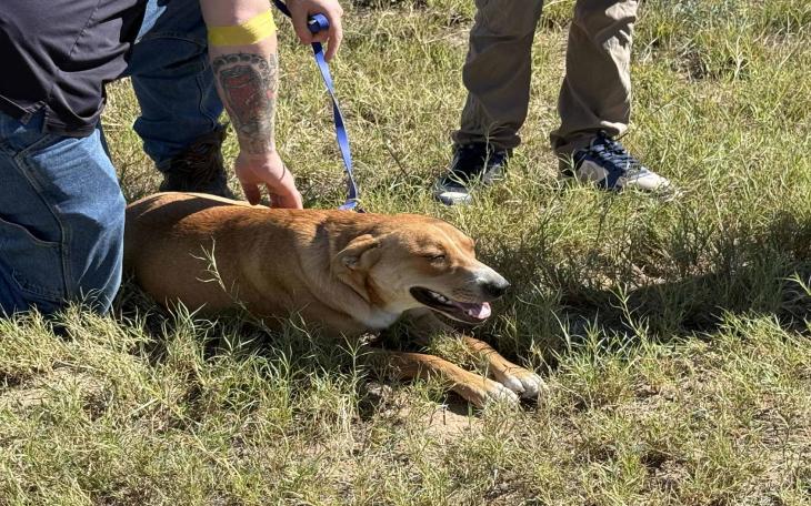 A dog was injured Thursday after being dragged by a rope attached to a vehicle outside the San Angelo animal shelter, according to Concho Valley PAWS. A dog was injured Thursday after being dragged by a rope attached to a vehicle outside the San Angelo animal shelter, according to Concho Valley PAWS.