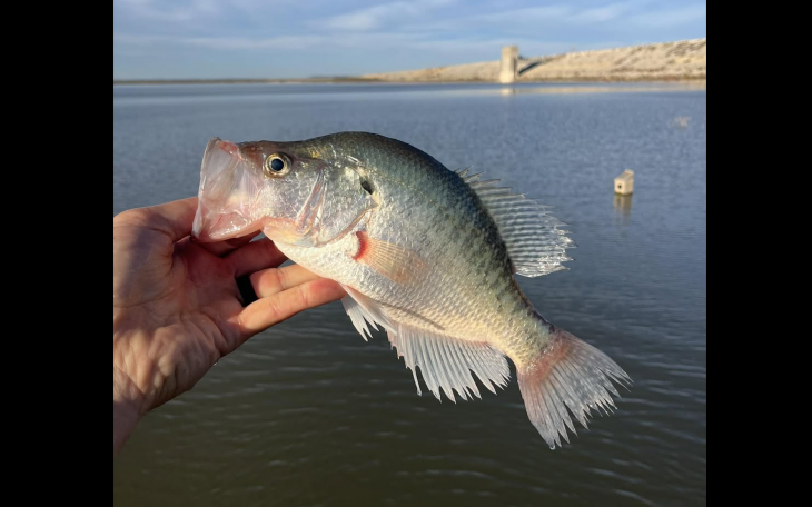 O.C. Fisher Reservoir, which continues to recover after falling below 1% capacity, was stocked with white crappie Wednesday.