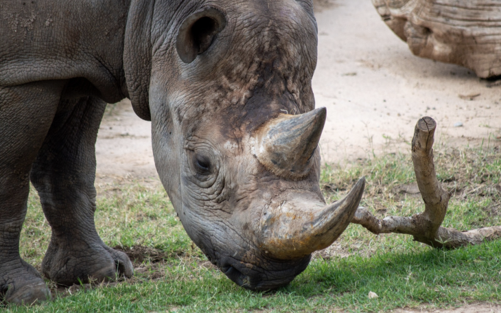 Uhuru the Rhino from the Abilene Zoo