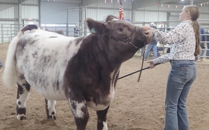 2026 Junior Stock Show