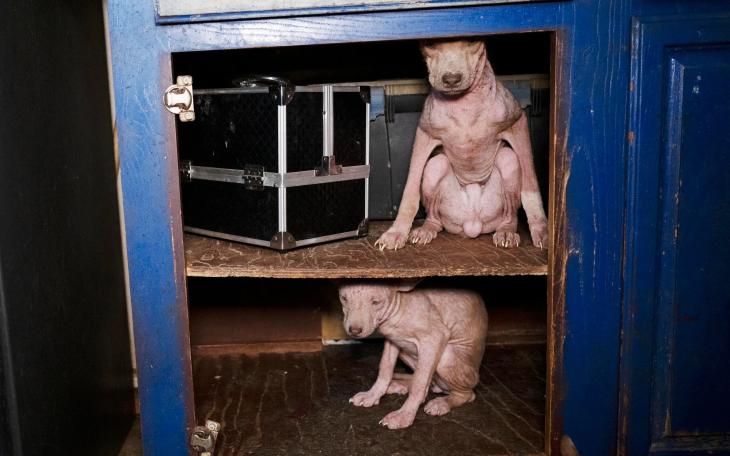 Humane World for Animals assists the Runnels County Sheriff’s Office with the rescue of dozens of dogs and several ducks, chickens and horses from alleged neglect in Ballinger, Texas on Feb. 3, 2026.