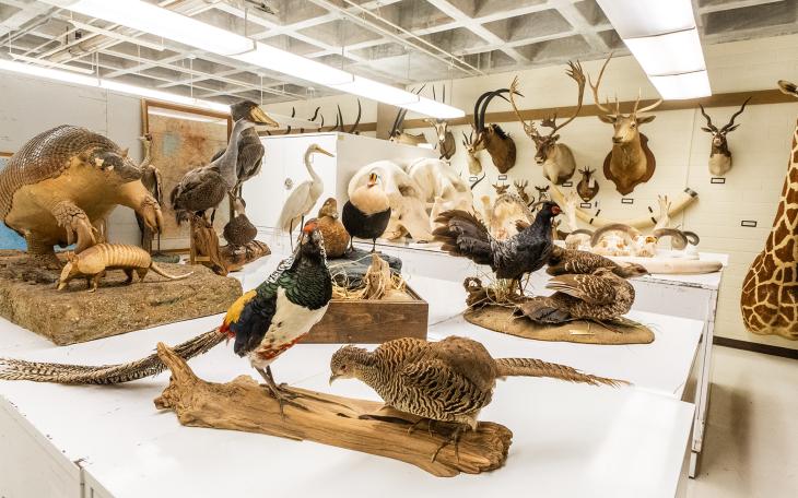 Angelo State Natural History Collections specimens