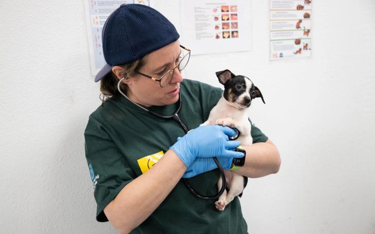 Humane World for Animals and Operation Kindness provide care and veterinary exams on Feb. 4th, 2026 for animals rescued on Feb. 3rd, during an alleged neglect case in Runnels County, TX. The rescue was conducted by Humane World for Animals in conjunction with the Runnels Co. Sheriff's Office.