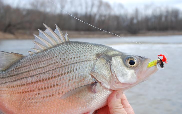 White Bass