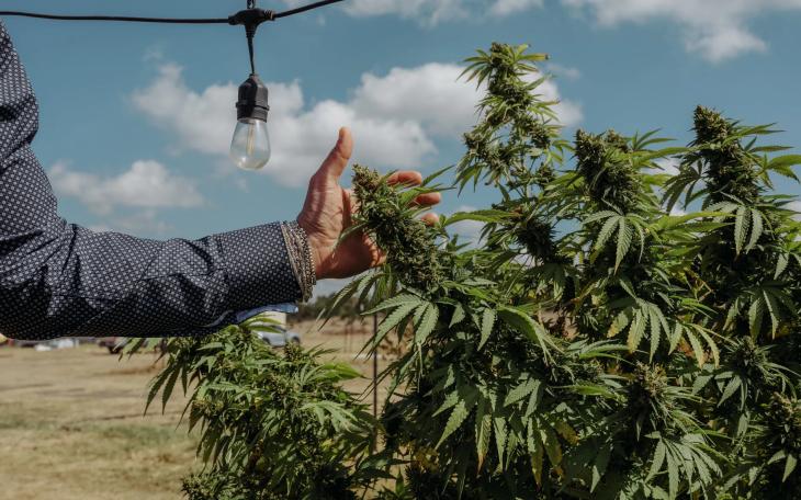 CEO of Hometown Hero, Lukas Gilkey, reaches for a hemp bud at his farm in San Antonio on October 17, 2025.