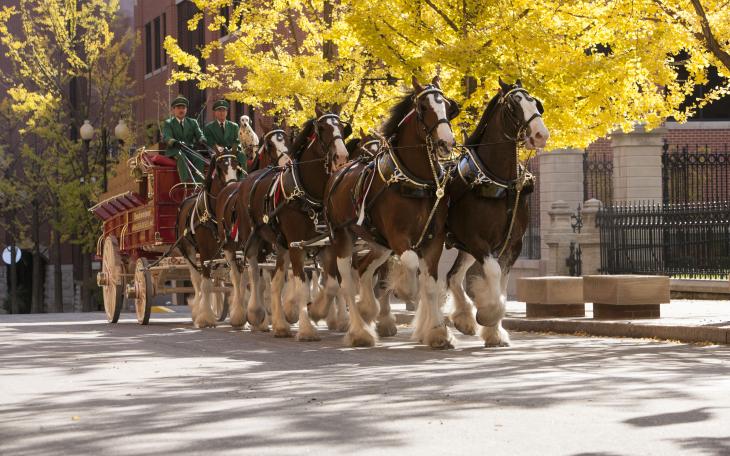 Budweiser Clydesdales