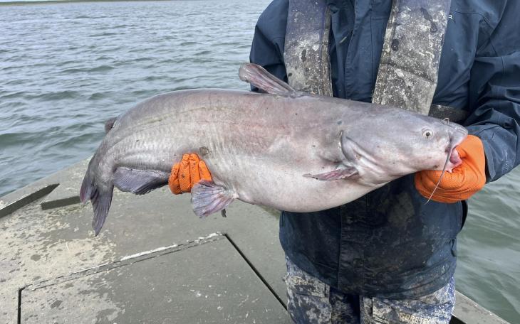 The Texas Parks and Wildlife Department surveyed the white bass and catfish populations this week at O.H. Ivie Reservoir east of San Angelo.