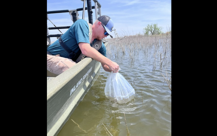 O.C. Fisher Reservoir outside San Angelo was stocked with largemouth bass hatchlings Wednesday as it continues to be revived after dropping below 1%.