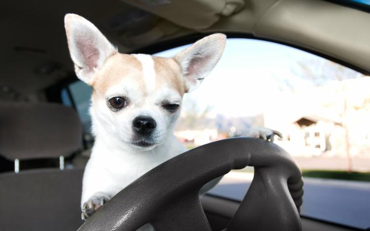 Dog in a Car