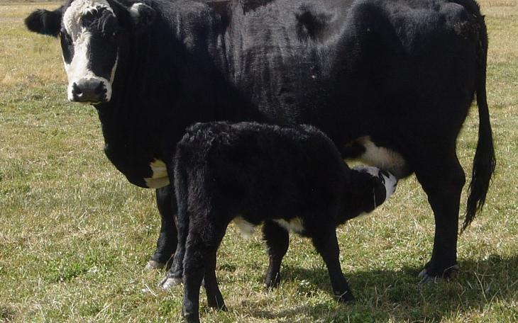 Cattle