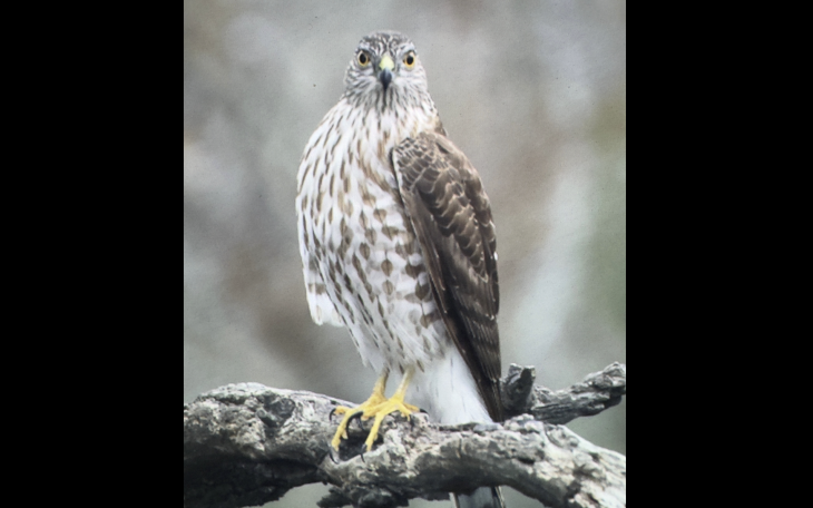 A Cooper's hawk is shown at the Barnhart Q5 Ranch in Goliad County.