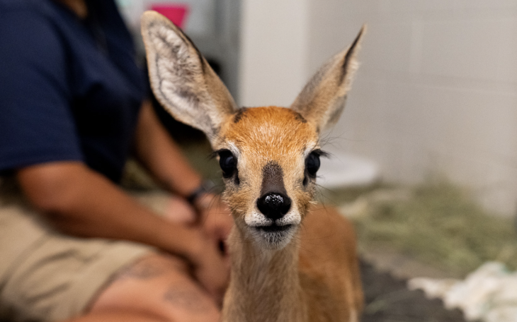 Bahari, Abilene Zoo's new baby Steenbok