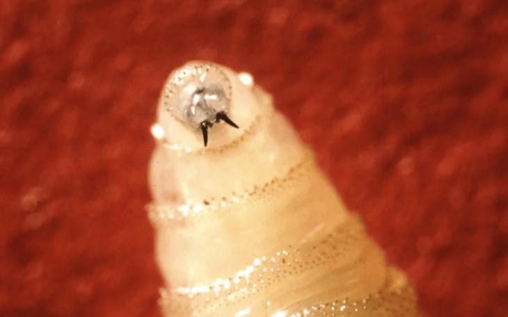 new world screwworm
