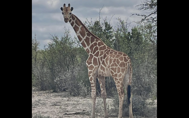 Ranch owners are offering a $5,000 reward for a giraffe that has been reported missing from their property in the Texas Hill Country.