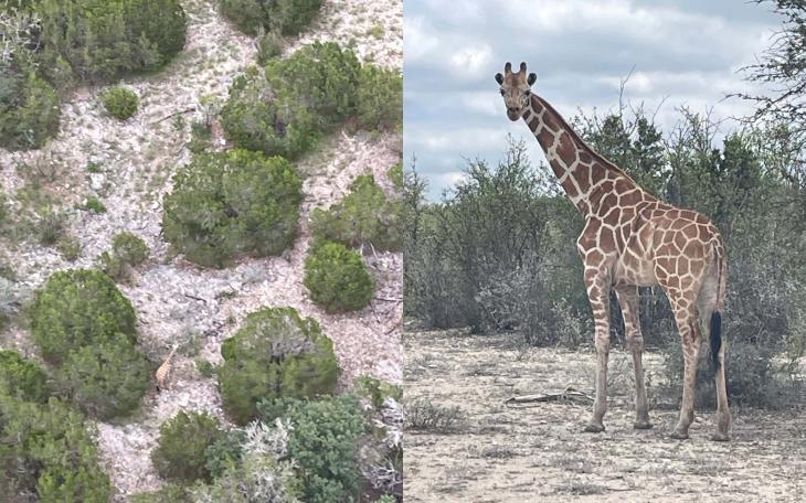 Gracie the wondering Giraffe