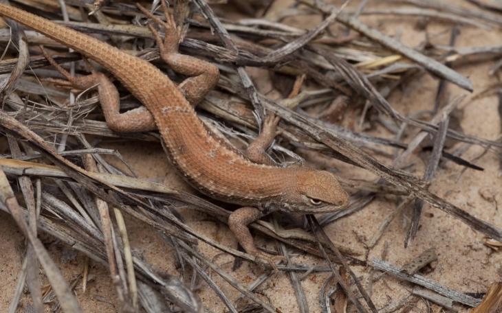 Texas Attorney General Ken Paxton sued the federal government over its decision to add the dunes sagebrush lizard, which lives in the state's biggest oil and gas region, to the endangered species list.