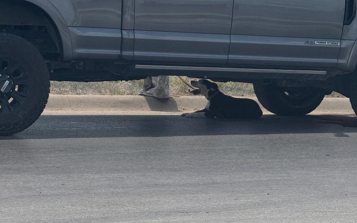 A dog escapes the heat after a car crash Wednesday, July 1, 2026.