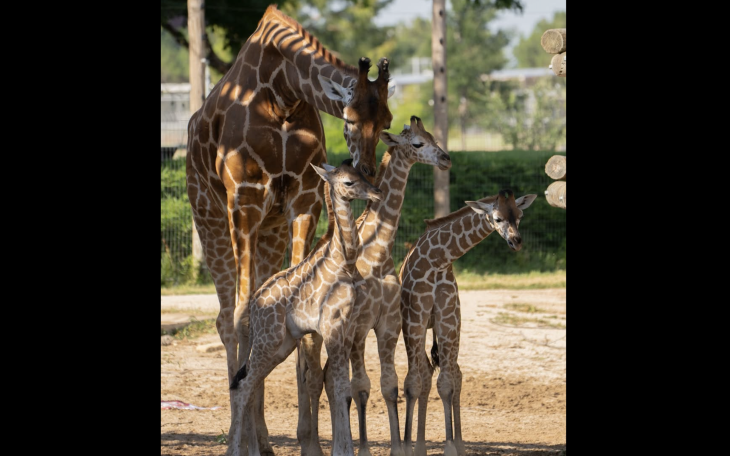 The Abilene Zoo announced the birth of its third giraffe since the beginning of May.
