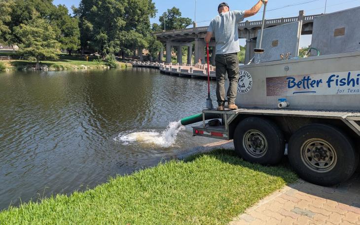 For the first time in more than a month, channel catfish were stocked in the Concho River in downtown San Angelo on Friday, Sept. 4.