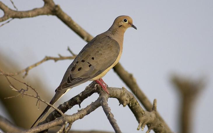 Dove Hunting