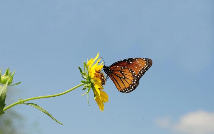 San Angelo State Park is inviting the public to experience the monarch butterfly migration Saturday with a presentation and guided hike.