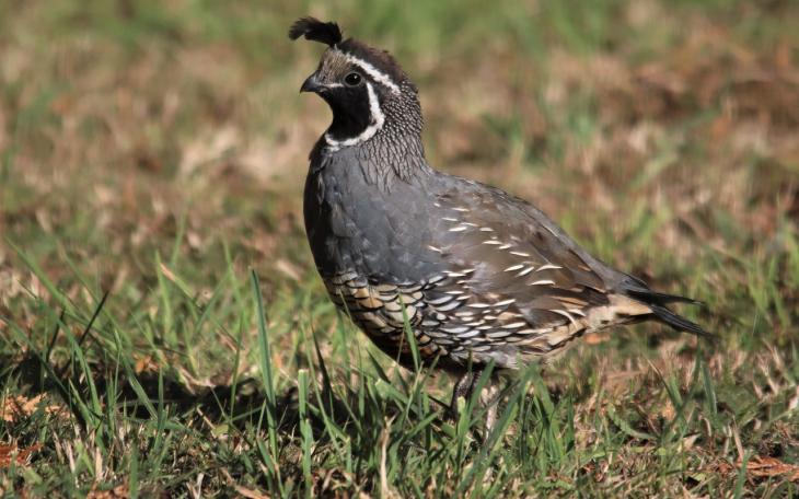 A Texas Parks and Wildlife Department roadside survey signaled good quail population numbers heading into opening day.