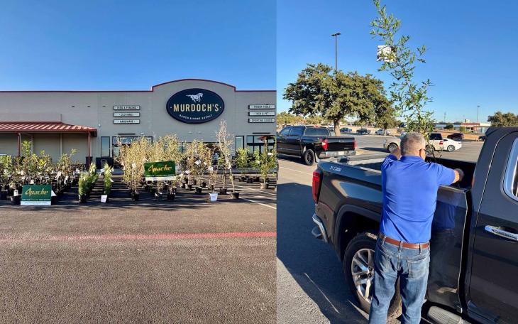 Keep San Angelo Beautiful to Hold Annual Free Tree Giveaway Nov. 6