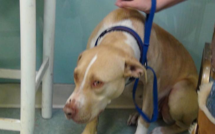 Daisy Mae, a very shy lab pit mix hopes to find a forever home (LIVE! photo by Cheyenne Benson)