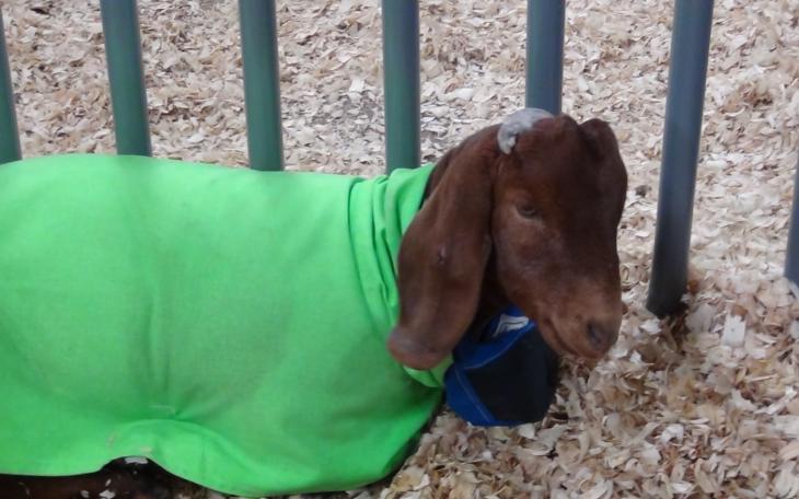 A goat in a coat waits for its owner (LIVE! photo by Cheyenne Benson)